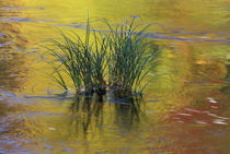 Tuft of grass in Deerfield River reflecting autumn colors von Danita Delimont