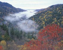 Autumn view of foggy valley from Morton Overlook by Danita Delimont