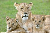 Ngorongoro Crater von Danita Delimont