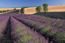 Lavender fields von Danita Delimont