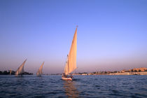 Beautiful sail boats riding along the famous Nile River in Cairo Egypt by Danita Delimont