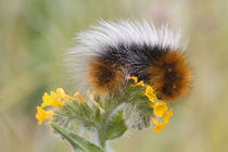 Close-up of caterpillar on flower von Danita Delimont