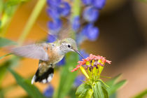 Female rufous hummingbird feeding on flower von Danita Delimont