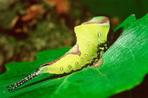 Caterpillar feeding on fresh leaf von Danita Delimont