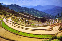 Flooded Laohu Zui rice terraces near Panzhihua Village by Danita Delimont