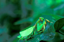 Family Mantidae von Danita Delimont