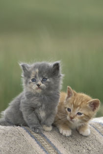 Two barn kittens pose on a horse blanket by Danita Delimont