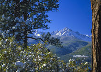 Snow covered trees and the Sneffels Wilderness Range von Danita Delimont