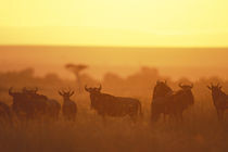 Herd of Wildebeest (Connochaetes taurinus) on savanna during Serengeti migration at dawn von Danita Delimont