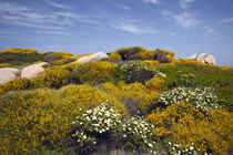 Capo Testa landscape by Danita Delimont