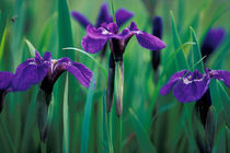 Wild iris by Danita Delimont