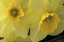 Cache Valley Daffodils von Danita Delimont