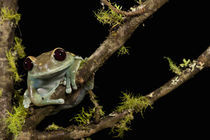 Maroon Eye Frog (Moon Frog); Leptopelis uluguruensis; Native to Tanzania; controlled situation by Danita Delimont