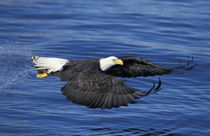 Kenai Peninsula Bald eagle with freshly caught fish in talons von Danita Delimont