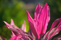 Vinca Rosea /Catharanthus Roseus by Danita Delimont