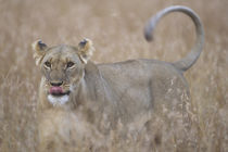 Adult Female Lioness (Panthera leo) in tall grass on savanna von Danita Delimont