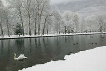 VIZILLE: Chateau de Vizille Park after winter stormSwan Lake von Danita Delimont