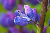 Close-up of blooming lupine flower von Danita Delimont