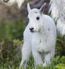 Mountain goat nanny with kid at Logan Pass in Glacier National Park in Montana by Danita Delimont