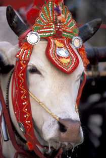 Bull adorned for the festival von Danita Delimont