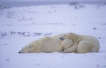 Churchill Polar bear mother with cub von Danita Delimont