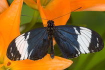 Sammamish Washington Tropical Butterflies photograph of Neotropical butterfly Heliconius cydno the Blue and White Longwing Butterfly on orange Asiaic Lily by Danita Delimont