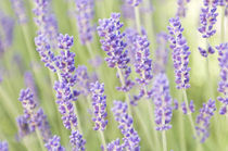 Lavendar (Selective Focus) by Danita Delimont