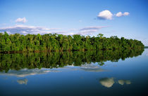 Forested river bank reflected in the water with clouds in the sky von Danita Delimont