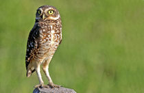 The Burrowing Owl in the Pantanal by Danita Delimont