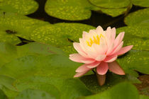 Pink and white hardy water lily surrounded by green lily pads covered with raindrops von Danita Delimont
