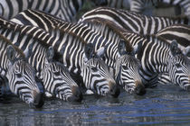 Plains Zebra herd (Equus burchelli) drinking from shallow Telek River by Danita Delimont