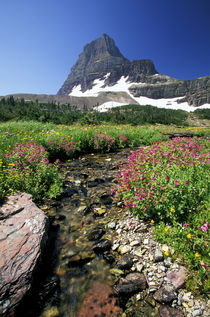 Wild flowers and Mount Reynolds by Danita Delimont