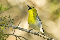 Male yellow-throated vireo singing by Danita Delimont