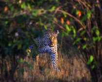 Leopard (Panthera Pardus) as seen in the Masai Mara von Danita Delimont