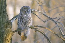 Great gray owl perched on tree limb at sunset by Danita Delimont