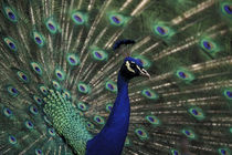 Male peacock displaying feathers for female by Danita Delimont