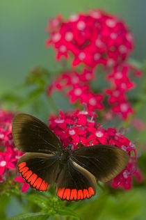 Biblis hyperia the Crimson-banded Black Butterfly by Danita Delimont