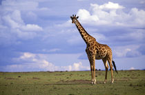 Kenyan Giraffe (Giraffe camelopardalis tippelskirchi) von Danita Delimont