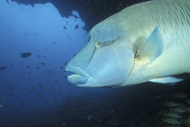 Napoleanfish (Chelinus undulatus) by Danita Delimont