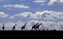Giraffes (Giraffa camelopardalis) silhouetted against the sky von Danita Delimont