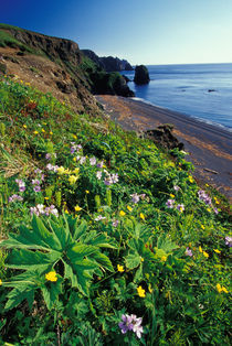 Wildflowers on hillside by Danita Delimont