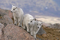 Three mountain goat kids on rock by Danita Delimont