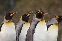 King penguins (Aptenodytes patagonicus) von Danita Delimont