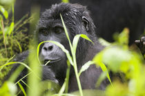 Adult Mountain Gorilla (Gorilla gorilla beringei) in rainforest by Danita Delimont