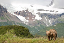 Glacier in the background by Danita Delimont