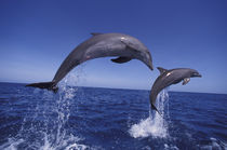 Bottlenose dolphins (Tursiops truncatus) by Danita Delimont