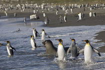 King Penguins (Aptenodytes patagonicus) and young Elephant Seals (Mirounga leonina) along shoreline at massive rookery along Saint Andrews Bay von Danita Delimont