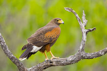 Close-up of Harris hawk on branch by Danita Delimont