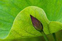USA; North Carolina; Lotus leaf and bud by Danita Delimont