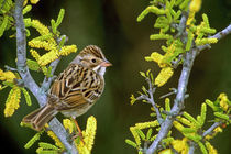 Clay-colored sparrow perched in flowering huisache plant by Danita Delimont